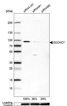 Anti-ZCCHC7 antibody produced in rabbit Prestige Antibodies&#174; Powered by Atlas Antibodies, affinity isolated antibody, buffered aqueous glycerol solution