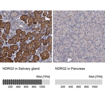 Anti-NDRG2 antibody produced in rabbit Ab1, Prestige Antibodies&#174; Powered by Atlas Antibodies, affinity isolated antibody, buffered aqueous glycerol solution