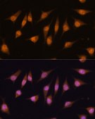Anti-MYOD1 antibody produced in rabbit