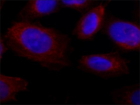 Anti-Collagen, Type X antibody, Mouse monoclonal clone COL-10, purified from hybridoma cell culture