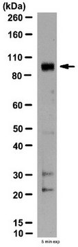 Anti-PDE4D3 Antibody from rabbit, purified by affinity chromatography