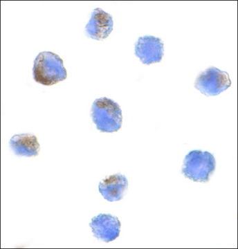 Anti-PARC antibody produced in rabbit affinity isolated antibody, buffered aqueous solution