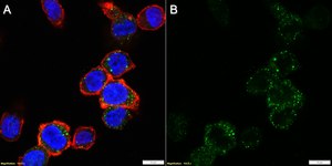 Anti-TLR2 Antibody, clone 1J19 ZooMAb® Rabbit Monoclonal recombinant, expressed in HEK 293 cells