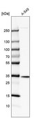 Anti-SPG21 antibody produced in rabbit Prestige Antibodies® Powered by Atlas Antibodies, affinity isolated antibody