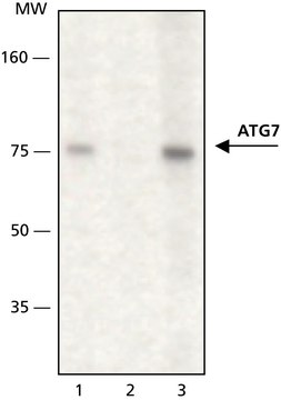 抗-ATG7 兔抗 affinity isolated antibody, buffered aqueous solution