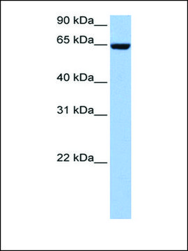 Anti-COL4A3BP antibody produced in rabbit affinity isolated antibody