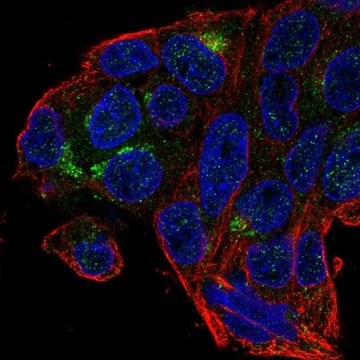 Anti-MBOAT4 antibody produced in rabbit Prestige Antibodies&#174; Powered by Atlas Antibodies, affinity isolated antibody