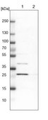 Anti-AK2 antibody produced in rabbit Prestige Antibodies® Powered by Atlas Antibodies, affinity isolated antibody, buffered aqueous glycerol solution