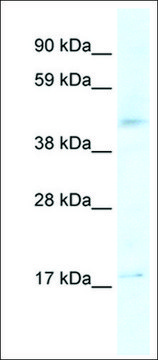 Anti-HTR1F antibody produced in rabbit IgG fraction of antiserum