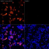 Anti-iNOS Antibody, clone 3L0U6, Rabbit Monoclonal