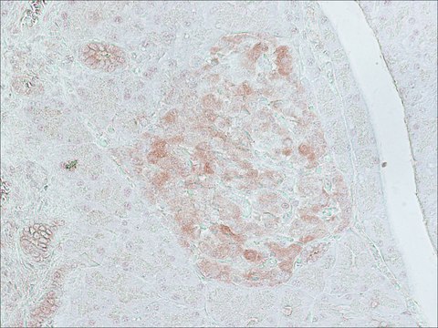 Anti-Glutamic Acid Decarboxylase 65 (514-530) antibody produced in rabbit IgG fraction of antiserum, buffered aqueous solution