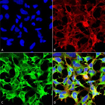 Monoclonal Anti-Sulfotyrosine antibody produced in mouse clone 7C5