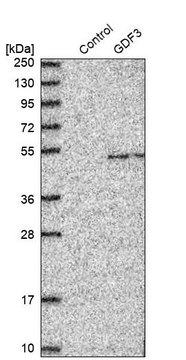 Anti-GDF3 antibody produced in rabbit Prestige Antibodies&#174; Powered by Atlas Antibodies, affinity isolated antibody, buffered aqueous glycerol solution