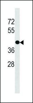 ANTI-GPR88 (C-TERM) antibody produced in rabbit IgG fraction of antiserum, buffered aqueous solution