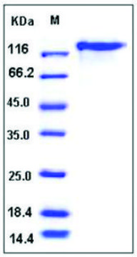 Leptin Receptor human recombinant, expressed in E. coli, &#8805;95% (SDS-PAGE)