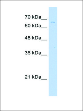 Anti-TKTL2 antibody produced in rabbit IgG fraction of antiserum