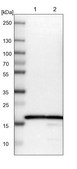 Anti-RPL27 antibody produced in rabbit Prestige Antibodies® Powered by Atlas Antibodies, affinity isolated antibody, buffered aqueous glycerol solution
