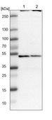 Anti-COPS2 antibody produced in rabbit Prestige Antibodies® Powered by Atlas Antibodies, affinity isolated antibody, buffered aqueous glycerol solution