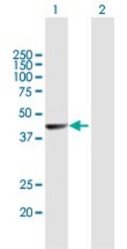 Anti-NR2E1 antibody produced in mouse purified immunoglobulin, buffered aqueous solution