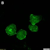 Anti-TIFAB Antibody, clone 1B15 ZooMAb® Rabbit Monoclonal recombinant, expressed in HEK 293 cells