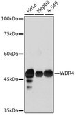 Anti-WDR4 antibody produced in rabbit
