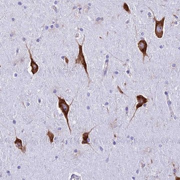 Anti-RPL19 antibody produced in rabbit Prestige Antibodies&#174; Powered by Atlas Antibodies, affinity isolated antibody, buffered aqueous glycerol solution