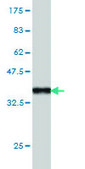 Monoclonal Anti-HGS antibody produced in mouse clone 6D11, purified immunoglobulin, buffered aqueous solution