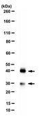 Anti-Arpin Antibody from rabbit, purified by affinity chromatography