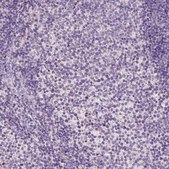 Anti-GPR37 antibody produced in rabbit Prestige Antibodies® Powered by Atlas Antibodies, affinity isolated antibody, buffered aqueous glycerol solution