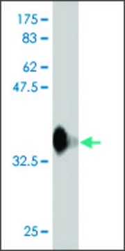 Monoclonal Anti-RFWD3 antibody produced in mouse clone 6B4, purified immunoglobulin, buffered aqueous solution