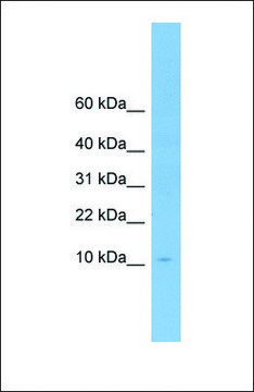 Anti-APOA2, (N-terminal) antibody produced in rabbit affinity isolated antibody