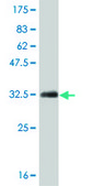 Monoclonal Anti-HOXB7 antibody produced in mouse clone 5B2, purified immunoglobulin, buffered aqueous solution