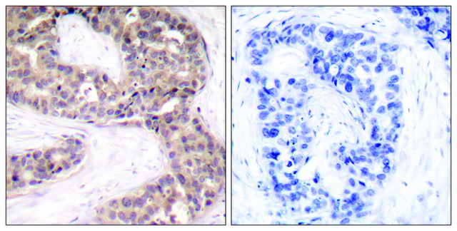 Anti-G3BP-1 antibody produced in rabbit affinity isolated antibody