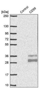 Anti-CD99 antibody produced in rabbit Prestige Antibodies&#174; Powered by Atlas Antibodies, affinity isolated antibody, buffered aqueous glycerol solution