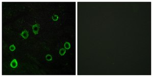 Anti-ADORA2A antibody produced in rabbit affinity isolated antibody