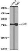 Anti-HSPB1 antibody produced in rabbit