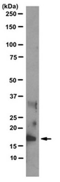 Anti-acetyl-Histone H3 (Lys14) Antibody, clone 13HH3-1A5 ascites fluid, clone 13HH3-1A5, from mouse