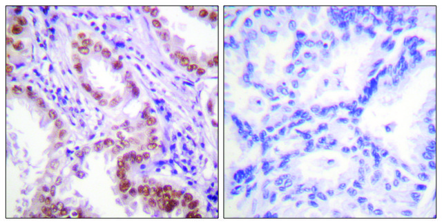 Anti-Histone H3 antibody produced in rabbit affinity isolated antibody