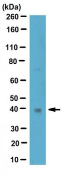 Anti-Wnt3a Antibody from rabbit, purified by affinity chromatography