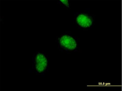 Anti-CDCA5 antibody produced in mouse IgG fraction of antiserum, buffered aqueous solution