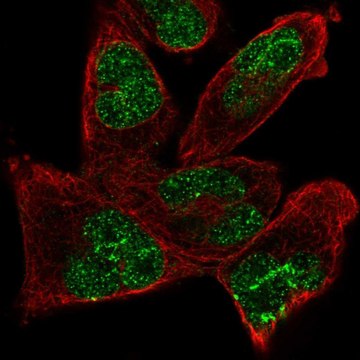 Anti-ANKRD17 antibody produced in rabbit Prestige Antibodies&#174; Powered by Atlas Antibodies, affinity isolated antibody