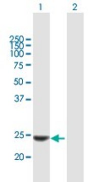 Anti-KLK14 antibody produced in mouse purified immunoglobulin, buffered aqueous solution