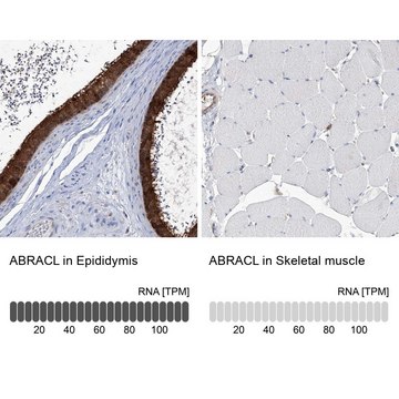 Anti-ABRACL antibody produced in rabbit Prestige Antibodies&#174; Powered by Atlas Antibodies, affinity isolated antibody, buffered aqueous glycerol solution