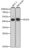 Anti-VEGF antibody produced in rabbit