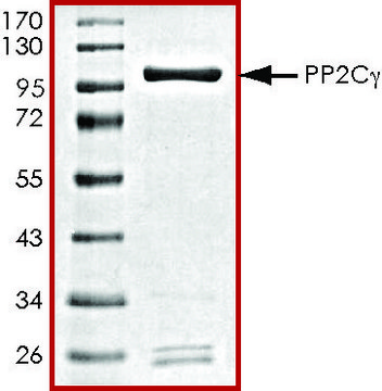 PP2C-&#947;, active, GST tagged human recombinant, expressed in baculovirus infected Sf9 cells, &#8805;70% (SDS-PAGE), buffered aqueous glycerol solution