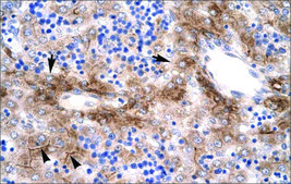 Anti-NR5A1 antibody produced in rabbit affinity isolated antibody