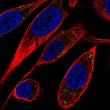 Anti-VTI1B antibody produced in rabbit Prestige Antibodies&#174; Powered by Atlas Antibodies, affinity isolated antibody