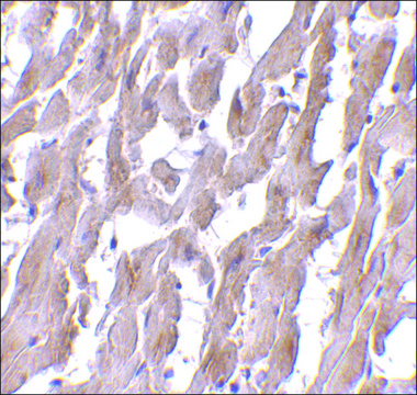 Monoclonal Anti-MyD88 antibody produced in mouse clone 2E9C2, purified immunoglobulin, buffered aqueous solution