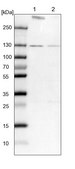 Anti-RNF40 antibody produced in rabbit Prestige Antibodies® Powered by Atlas Antibodies, affinity isolated antibody, buffered aqueous glycerol solution