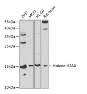 Anti-Histone H2AX antibody produced in rabbit